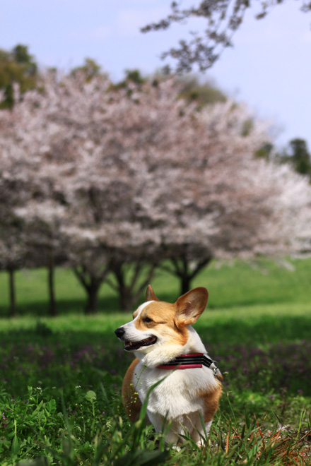 ’１２ 桜 最終版＾＾_e0071225_0471960.jpg