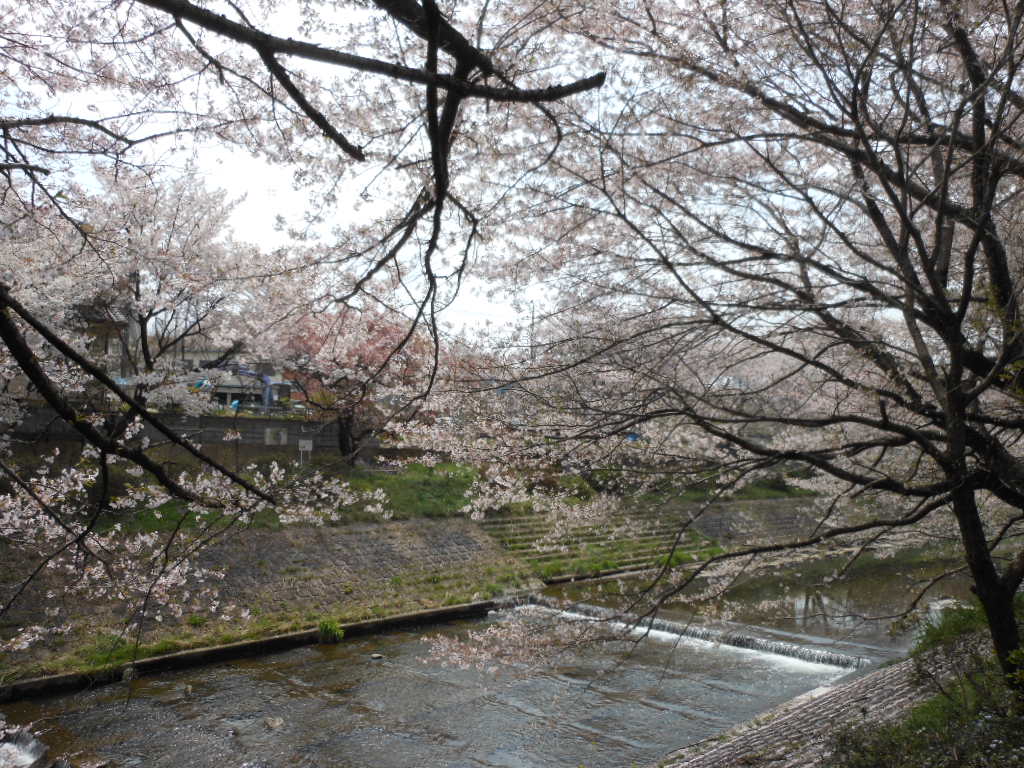老育 ここの桜はまだまだ楽しめる_c0155326_12313752.jpg