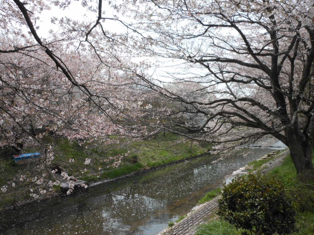 老育 ここの桜はまだまだ楽しめる_c0155326_123184.jpg
