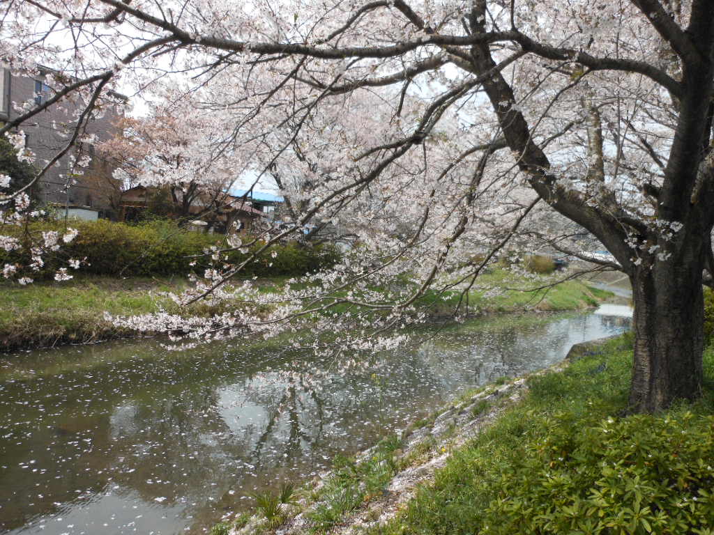 老育 ここの桜はまだまだ楽しめる_c0155326_12323539.jpg