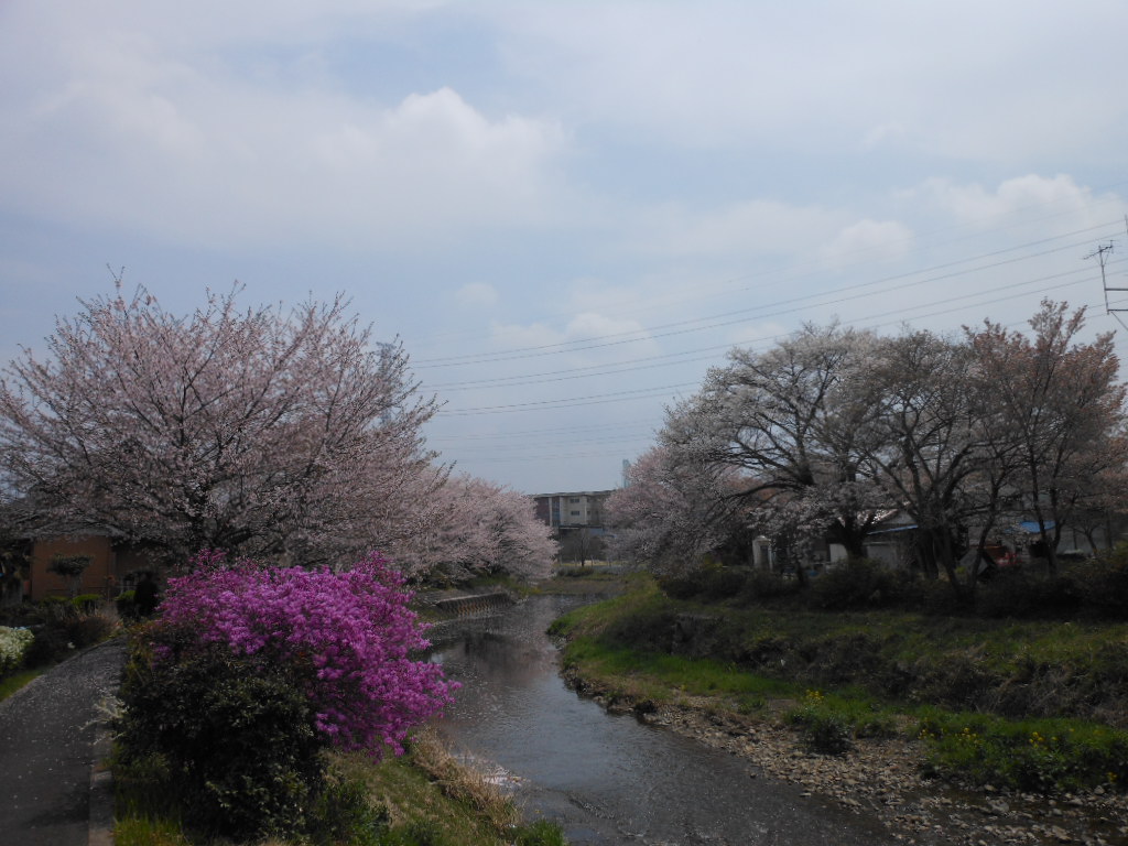 老育 ここの桜はまだまだ楽しめる_c0155326_1233781.jpg
