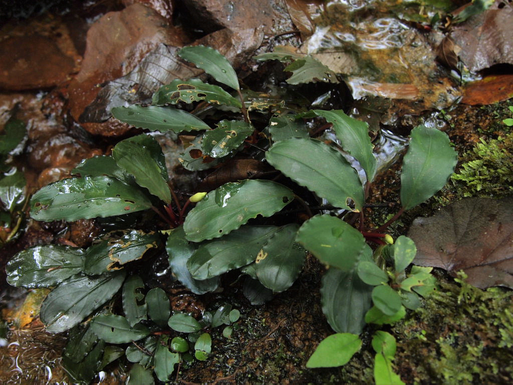 BUCEPHALANDRA sp. Kedukul