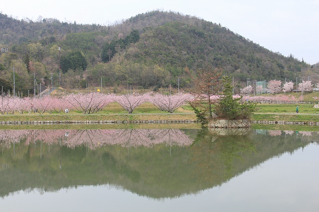 4月16日　　美咲町　三休公園_a0045932_9383923.jpg