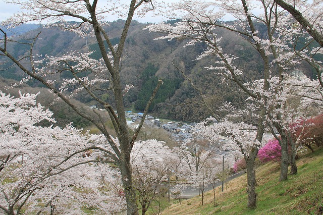 4月16日　　美咲町　三休公園_a0045932_9501484.jpg