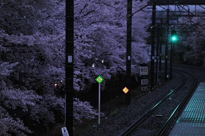 桜灯_f0050534_13101141.jpg