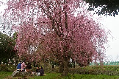 金沢も満開の桜！_d0043136_2164543.jpg