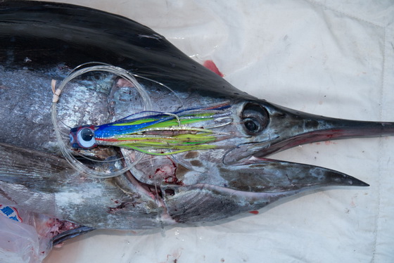 沖縄 宜野湾からカジキ情報でーす 【カジキ・マグロトローリング】_f0009039_9404226.jpg