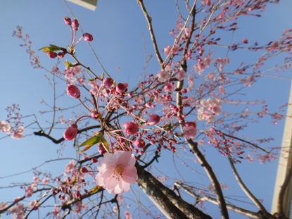 SAKURA_f0088839_0272640.jpg