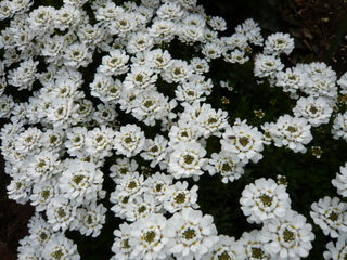 b0200240_1914292.jpg
