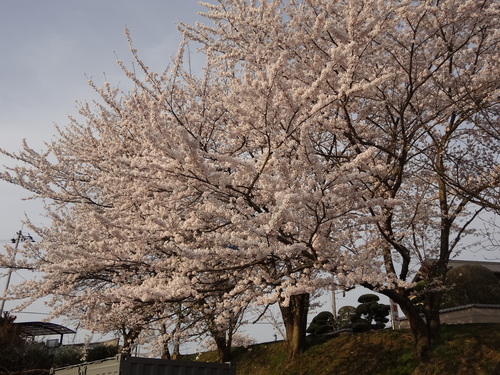 鍋の季節は終わったけれど。。_e0146842_19382437.jpg