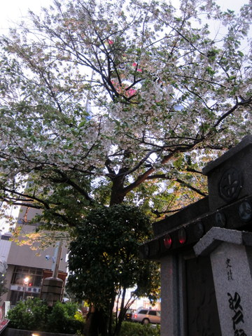 e0018143_1538829.jpg