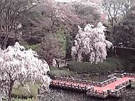 素子ちゃんとデイヴィッドの結婚式に_f0140343_13345981.jpg