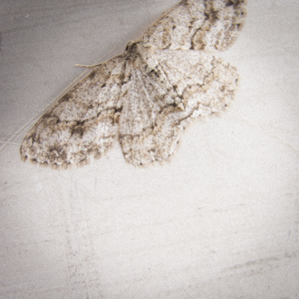 c0095644_12583444.jpg