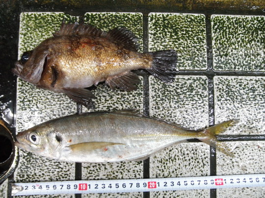 鳥羽船メバル_e0212944_9594036.jpg