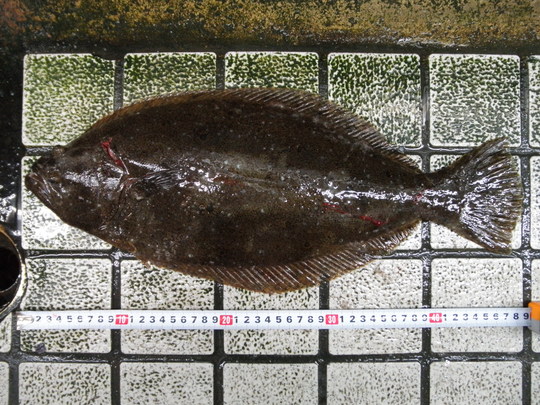 鳥羽船メバル_e0212944_9595544.jpg