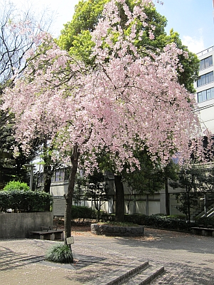 親知らず、抜歯_e0080345_7562361.jpg