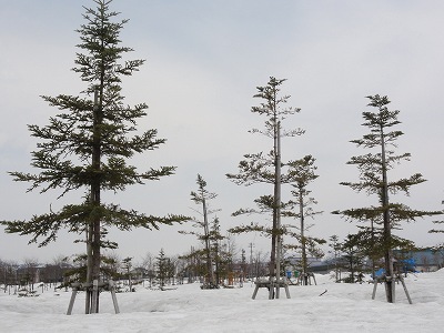 八色の森公園の雪がだいぶ消えました_a0084753_13472142.jpg