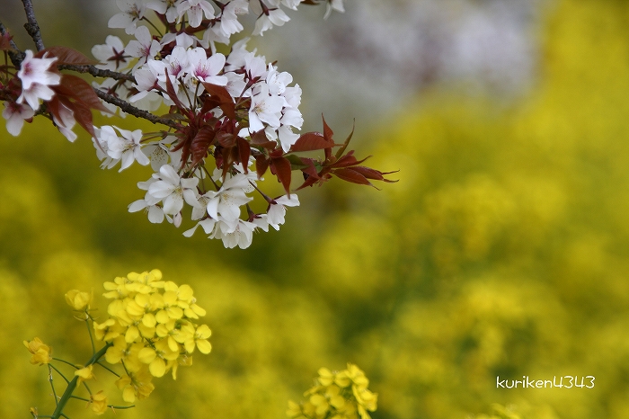 2012 @印旛吉高の大桜_c0122653_21473148.jpg