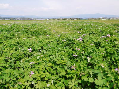 砂田米 れんげとみつばち_a0254656_9242241.jpg