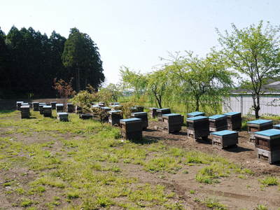 砂田米 れんげとみつばち_a0254656_9324971.jpg
