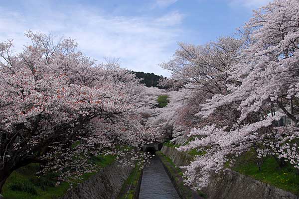 滋賀県　三井寺から大文字山へ_e0035757_1914561.jpg