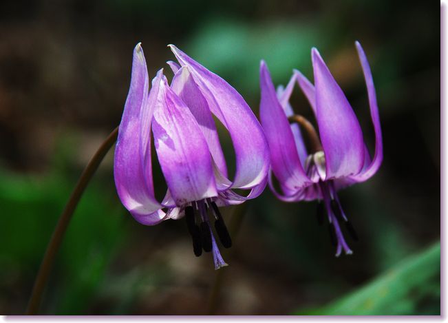 カタクリの花を見てきました_d0089358_23191029.jpg