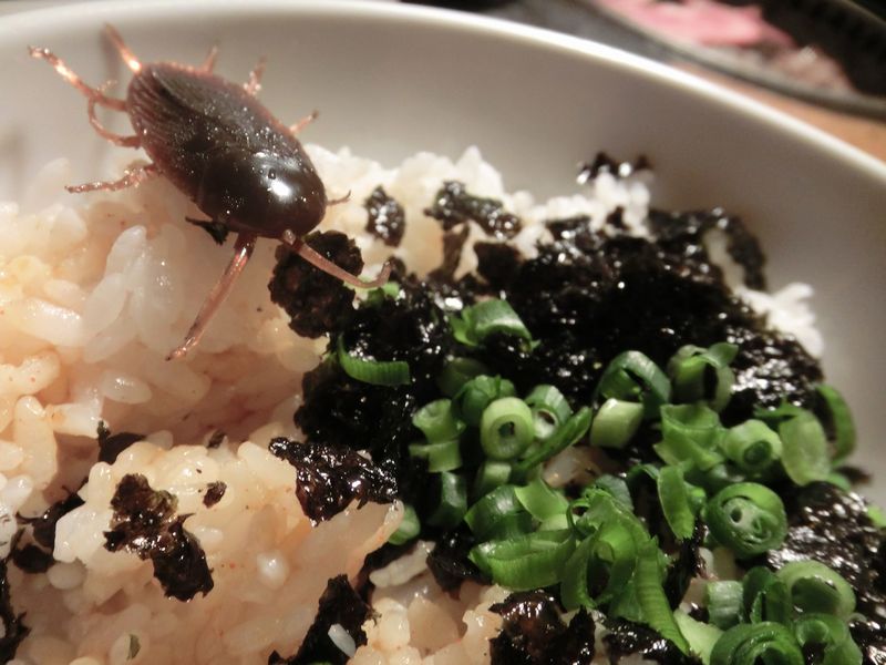 牛角にて誕生会 再び じょにっき New World 牛角にて誕生会 再び じょにっき New World