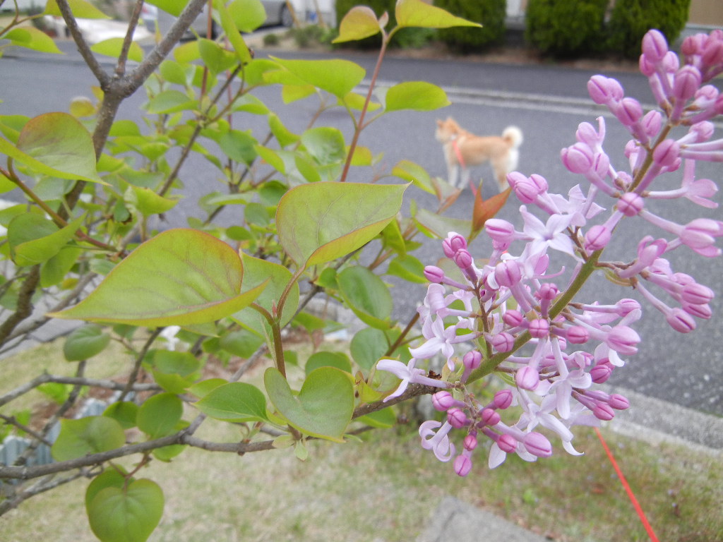 2012年4月17日(火)東京ドイツ村に行ってきたよ!_f0060461_19244232.jpg