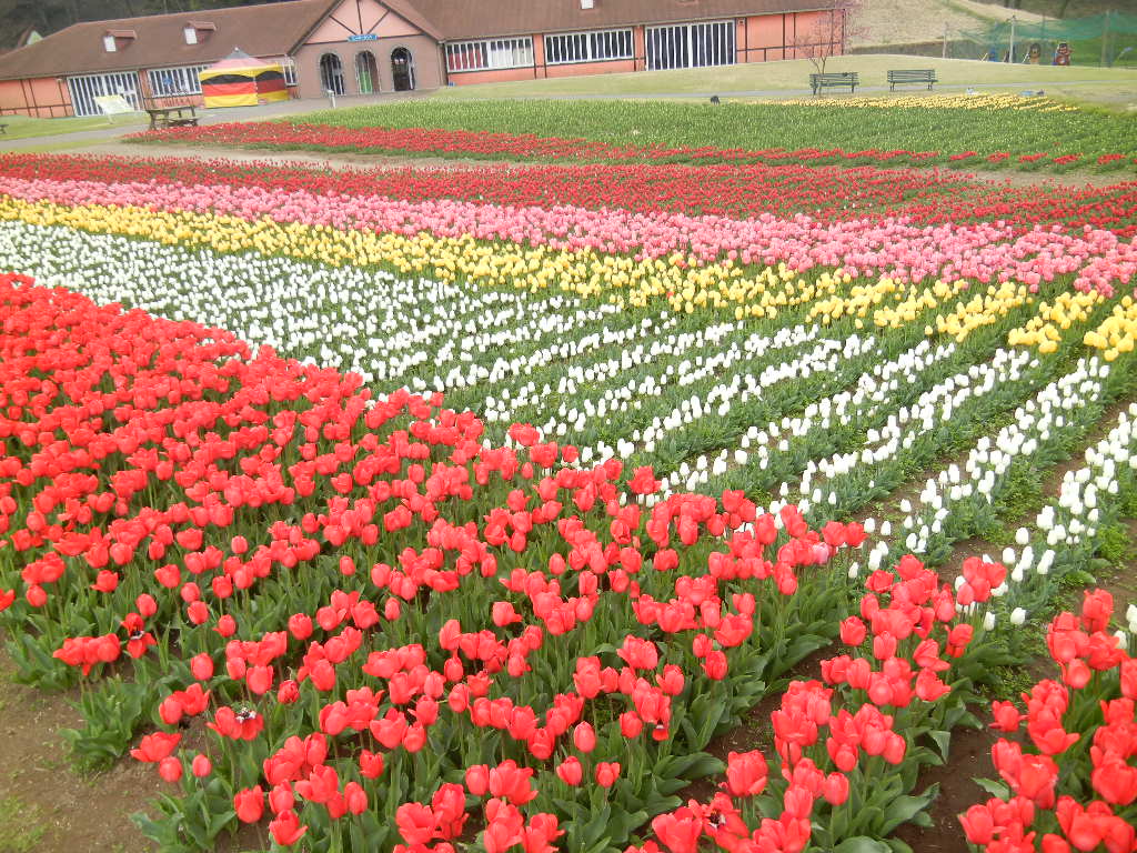 2012年4月17日(火)東京ドイツ村に行ってきたよ!_f0060461_19505621.jpg