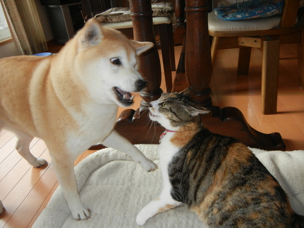 2012年4月17日(火)東京ドイツ村に行ってきたよ!_f0060461_2039358.jpg