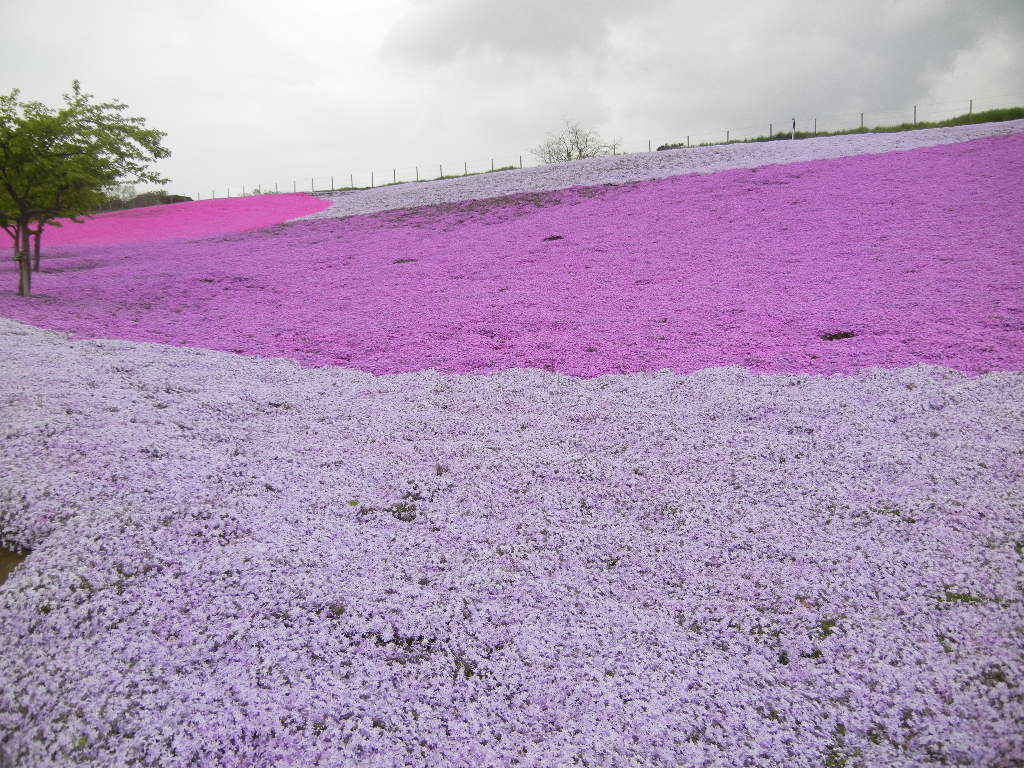 2012年4月17日(火)東京ドイツ村に行ってきたよ!_f0060461_2095122.jpg