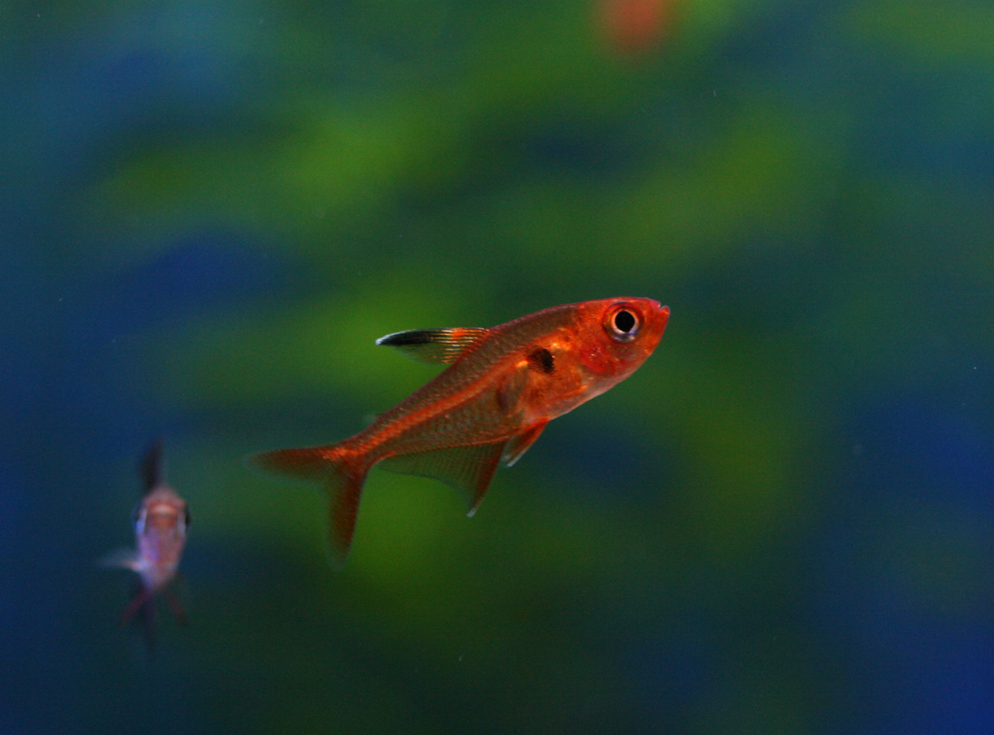 オススメ紹介 ビーボックスアクアリウム松戸店 熱帯魚 水草情報 オススメ紹介 ビーボックスアクアリウム松戸店 熱帯魚 水草情報