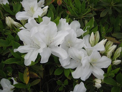 a0093965_1959661.jpg