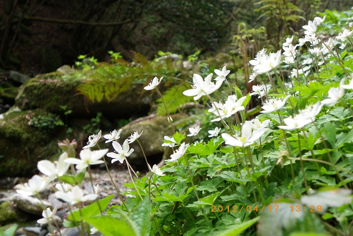 花の名峰井原山_f0016066_1963438.jpg