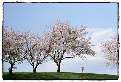 SAKURA in ASO_a0212269_21152623.jpg