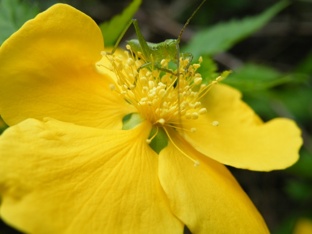 初夏の花が～_e0101769_7282945.jpg