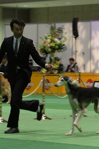 2012FCI　JapanInternational　Dog　Show　Part10_a0018671_21443.jpg