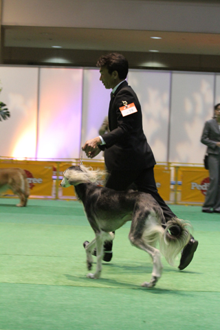 2012FCI　JapanInternational　Dog　Show　Part10_a0018671_2161399.jpg