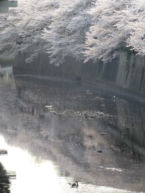 また桜の季節が来ました_a0083273_1419627.jpg