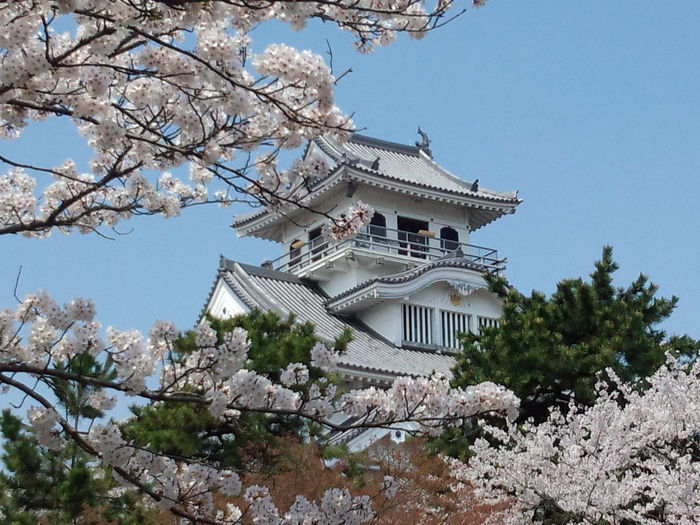 12.04.17 満開の桜と長浜城 ！_e0240573_1052696.jpg