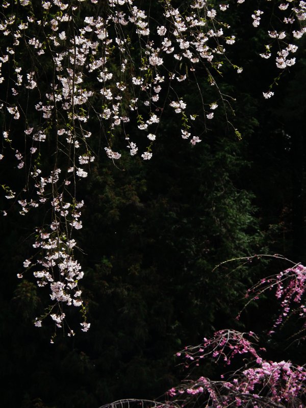 AKVポタリング 秩父花見ツアー (3)清雲寺_b0104774_22152178.jpg