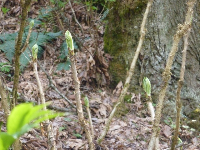 たらの芽収穫、そして秘密の場所からの贅沢な眺め☆_c0080075_14265325.jpg
