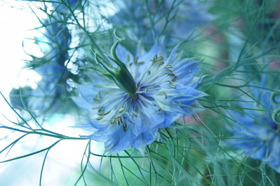 青い花 花教室 あとりえ 花葵 はる なつ あき ふゆ