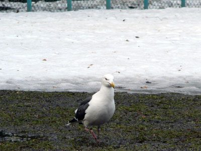 f0083977_1642271.jpg