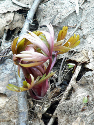 f0083977_1654676.jpg