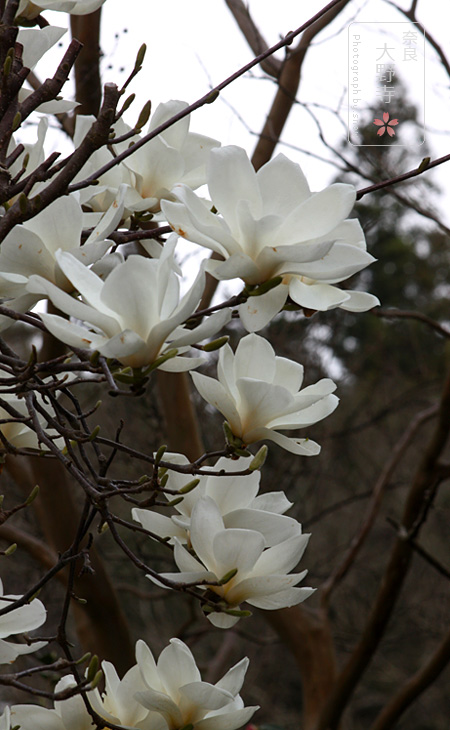 桜を求めて再び奈良へ　前編_f0150682_185730.jpg