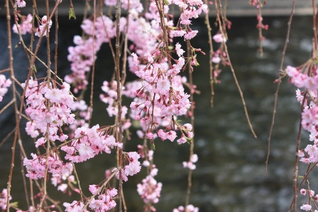 宇都宮の桜_b0236985_22473870.jpg