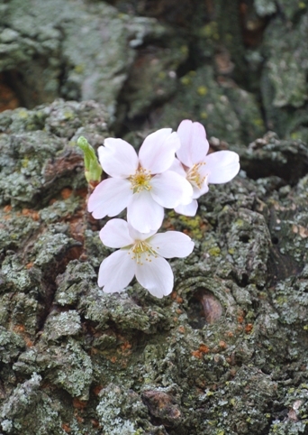 In Full Bloom_e0251088_8594179.jpg