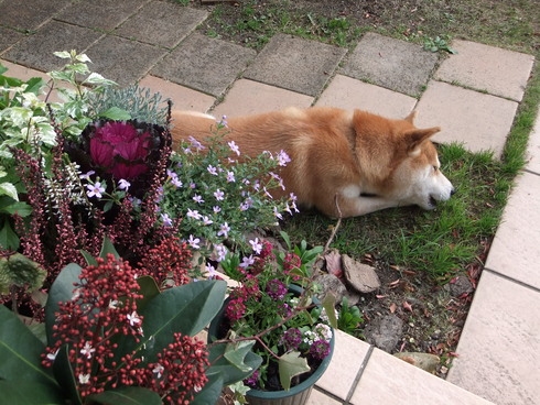 光子さんの花とこぼれ種のスミレ_b0230589_18341674.jpg