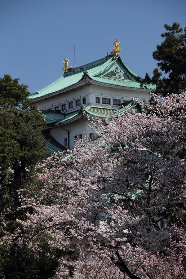 12.04.07：転勤一年目にして初見参！名古屋城は桜爛漫３_c0007190_19514523.jpg